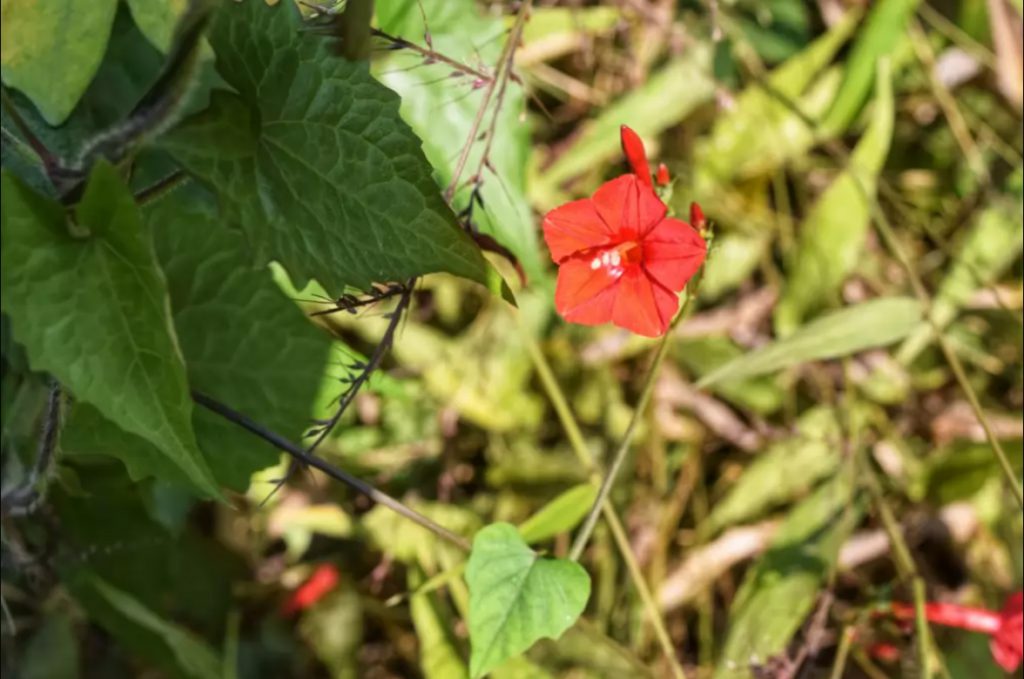 Tinap Saitar Flower in the hilly areas
