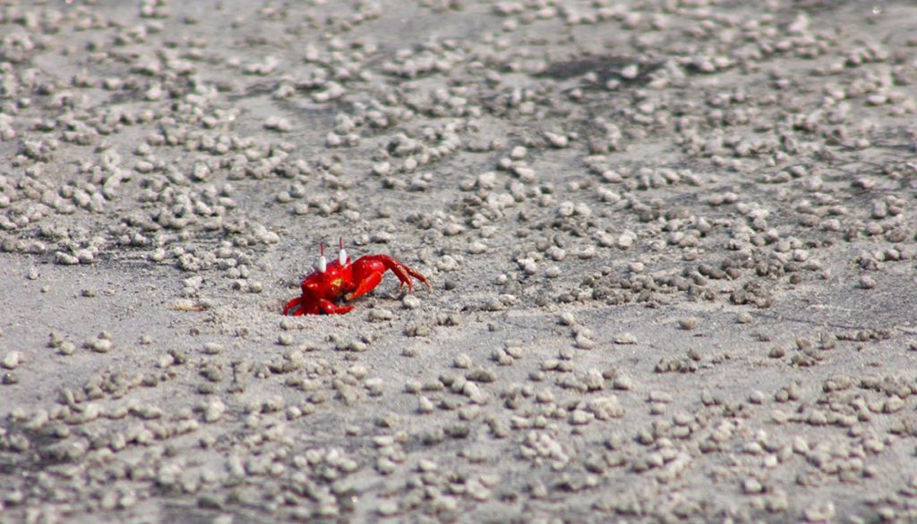 Red-Crabs-In-Kuakata